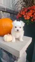 AKC*Oakley, a female Maltese for sale in New Haven, IN – 3 of 7