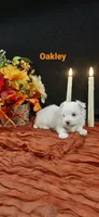 AKC*Oakley, a female Maltese for sale in New Haven, IN – 3 of 5