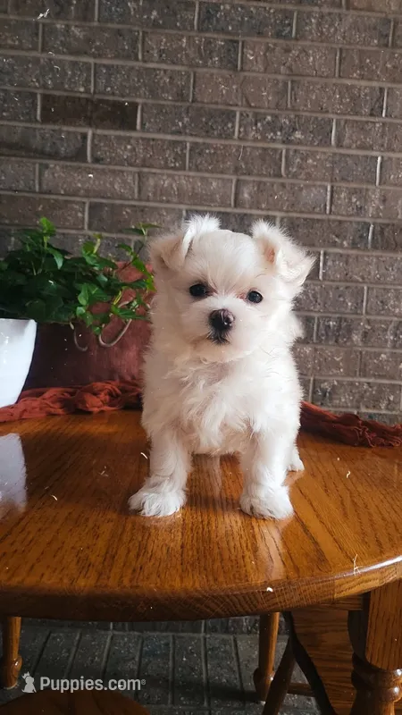 AKC*Oakley – Maltese puppy for sale in New Haven, IN