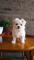 AKC*Oakley, a female Maltese for sale in New Haven, IN – 1 of 7