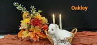 AKC*Oakley, a female Maltese for sale in New Haven, IN – 5 of 5