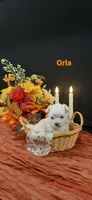 AKC*Orla, a female Maltese for sale in New Haven, IN – 4 of 4