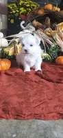 AKC*Oakley, a female Maltese for sale in New Haven, IN – 6 of 7