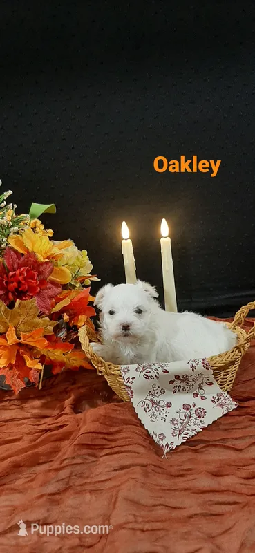 AKC*Oakley – Maltese puppy for sale in New Haven, IN