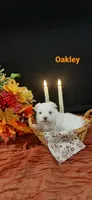 AKC*Oakley, a female Maltese for sale in New Haven, IN – 1 of 5