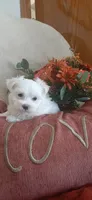 AKC*Oakley, a female Maltese for sale in New Haven, IN – 5 of 7
