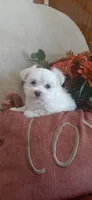 AKC*Oakley, a female Maltese for sale in New Haven, IN – 4 of 7