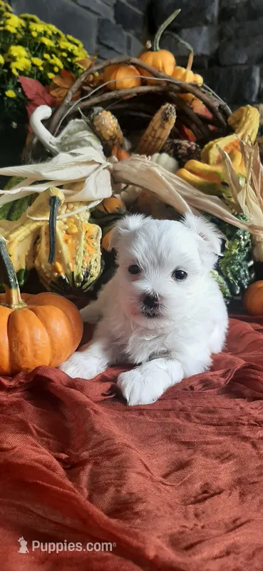 AKC*Oakley – Maltese puppy for sale in New Haven, IN