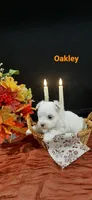 AKC*Oakley, a female Maltese for sale in New Haven, IN – 2 of 5