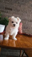 AKC*Oakley, a female Maltese for sale in New Haven, IN – 2 of 7