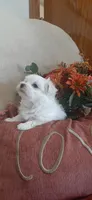 AKC*Oakley, a female Maltese for sale in New Haven, IN – 7 of 7