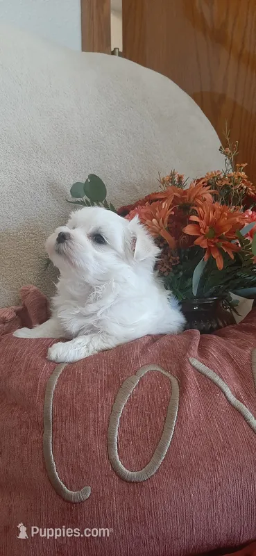 AKC*Oakley – Maltese puppy for sale in New Haven, IN