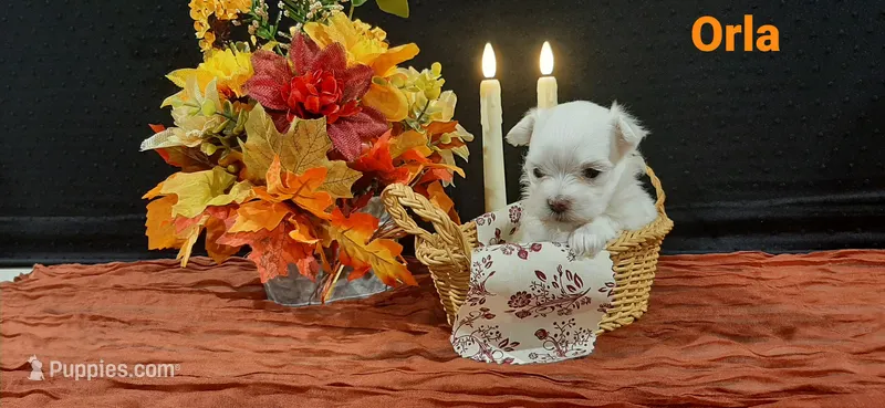 AKC*Orla – Maltese puppy for sale in New Haven, IN