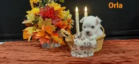 AKC*Orla, a female Maltese for sale in New Haven, IN – 2 of 4