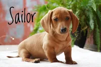 Sailor, a male Dachshund for sale in Newport, PA – Photo 6 of 6