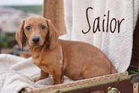 Sailor, a male Dachshund for sale in Newport, PA – Photo 3 of 6