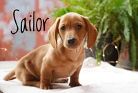 Sailor, a male Dachshund for sale in Newport, PA – Photo 4 of 6