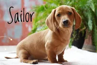 Sailor, a male Dachshund for sale in Newport, PA – Photo 5 of 6