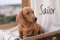 Sailor, a male Dachshund for sale in Newport, PA – Photo 2 of 6