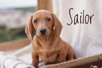 Sailor, a male Dachshund for sale in Newport, PA – Photo 1 of 6