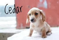 Cedar, a male Miniature Dachshund for sale in Newport, PA – Photo 1 of 3