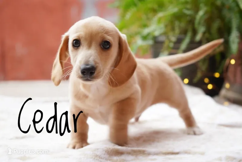 Cedar