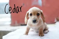 Cedar, a male Miniature Dachshund for sale in Newport, PA – Photo 2 of 3