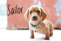 Sailor, a male Dachshund for sale in Newport, PA – Photo 2 of 2
