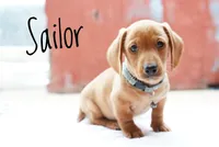 Sailor, a male Dachshund for sale in Newport, PA – Photo 1 of 2