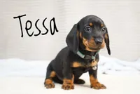 Tessa, a female Dachshund for sale in Newport, PA – Photo 1 of 3
