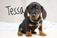 Tessa, a female Dachshund for sale in Newport, PA – Photo 3 of 3