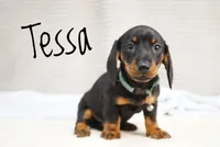 Tessa, a female Dachshund for sale in Newport, PA – Photo 2 of 3