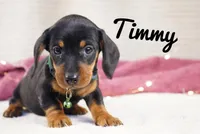 Timmy, a male Dachshund for sale in Newport, PA – Photo 3 of 4