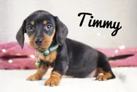 Timmy, a male Dachshund for sale in Newport, PA – Photo 4 of 4