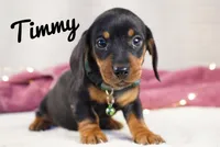 Timmy, a male Dachshund for sale in Newport, PA – Photo 1 of 4