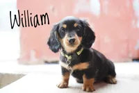 William , a male Dachshund for sale in Newport, PA – Photo 3 of 4