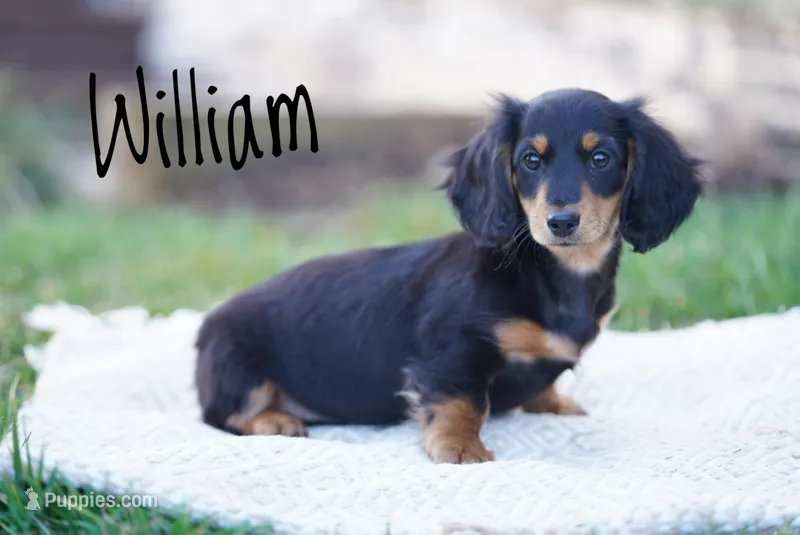 William  – Dachshund puppy for sale in Newport, PA
