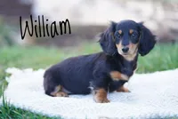 William , a male Dachshund for sale in Newport, PA – Photo 4 of 6