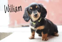 William , a male Dachshund for sale in Newport, PA – Photo 4 of 4