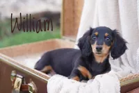 William , a male Dachshund for sale in Newport, PA – Photo 3 of 6