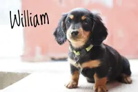 William , a male Dachshund for sale in Newport, PA – Photo 2 of 4