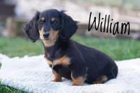 William , a male Dachshund for sale in Newport, PA – Photo 6 of 6