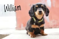 William , a male Dachshund for sale in Newport, PA – Photo 1 of 4
