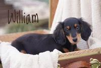 William , a male Dachshund for sale in Newport, PA – Photo 2 of 6