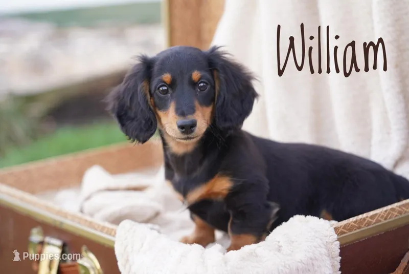 William  – Dachshund puppy for sale in Newport, PA