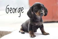 George , a male Dachshund for sale in Newport, PA – Photo 4 of 4