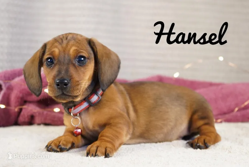 Hansel