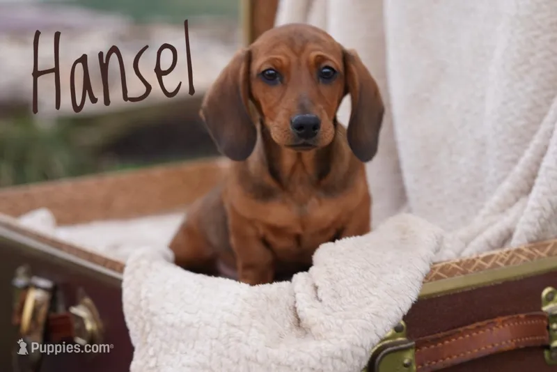 Hansel – Dachshund puppy for sale in Newport, PA