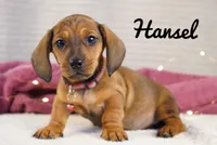 Hansel, a male Dachshund for sale in Newport, PA – Photo 2 of 3