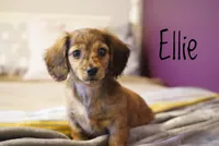 Ellie , a female Dachshund for sale in Newport, PA – Photo 4 of 5